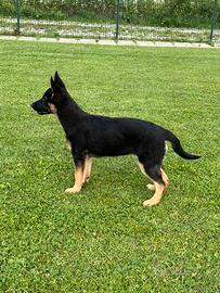 Cuccioli di pastore tedesco