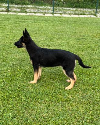 Cuccioli di pastore tedesco