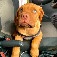 Cuccioli dogue di bordeaux