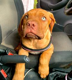 Cuccioli dogue di bordeaux