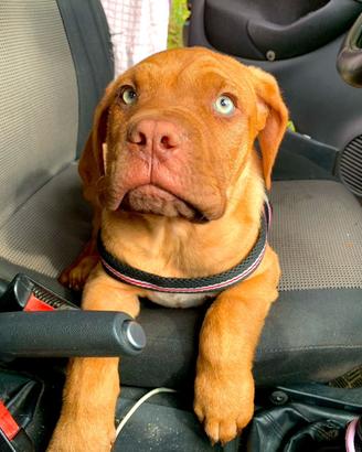 Cuccioli dogue di bordeaux