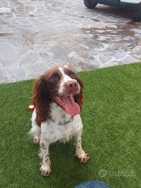 Femmina di springer spaniel