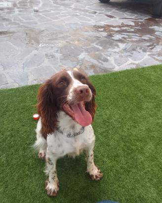 Femmina di springer spaniel
