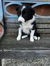 cucciola-di-border-collie