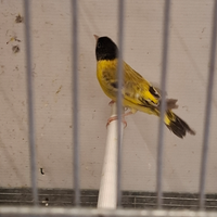 Maschio Testa nera topazio