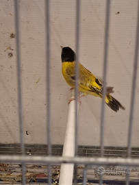 Maschio Testa nera topazio