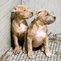 Pitbull femminuccia silver merle