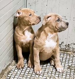 Pitbull femminuccia silver merle