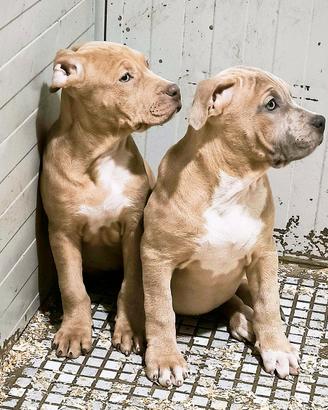 Pitbull femminuccia silver merle