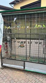 Parrocchetti circa 50 tra maschi e femmine