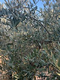 Oliveto
