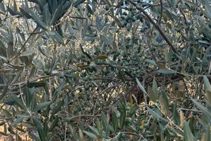 Oliveto