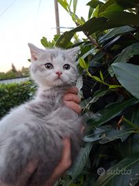 Cuccioli scottish straight