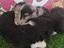 Immagine 3
