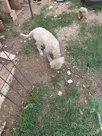 Cocker Lagotto