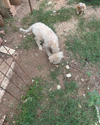 Cocker Lagotto