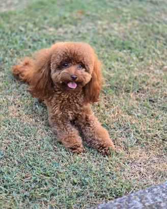 Barboncina toy fulvo pedigree enci