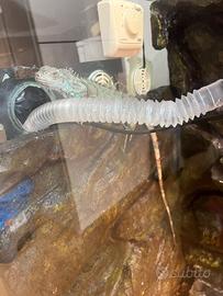 Iguana blu 7 mesi