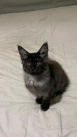 Cucciola di Maine Coon black smoke