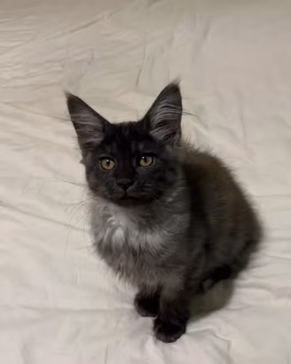 Cucciola di Maine Coon black smoke