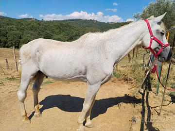 REGALASI cavallo