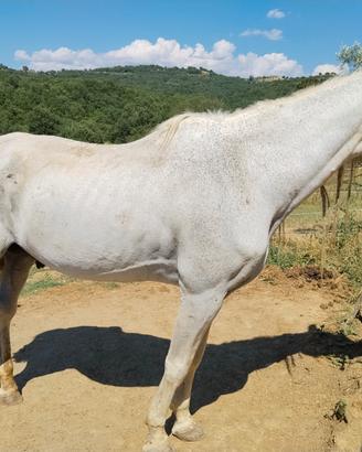 REGALASI cavallo
