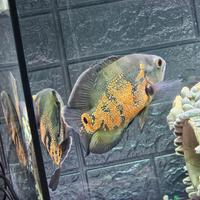 Pesci Oscar astronotus 400 con tt acquario