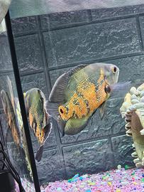 Pesci Oscar astronotus 400 con tt acquario