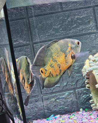 Pesci Oscar astronotus 400 con tt acquario