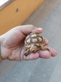 tartarughe sulcate