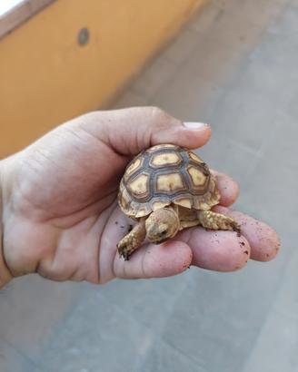 tartarughe sulcate