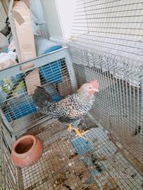 Galletto olive Egger Legbar X marans