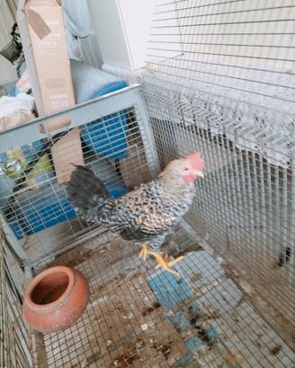 Galletto olive Egger Legbar X marans