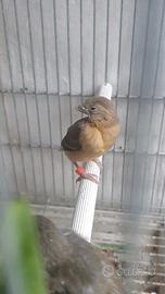 Uccelli