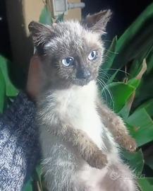 Gattina Siamese di 2 mesetti