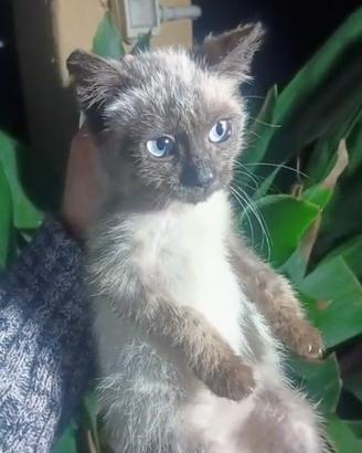 Gattina Siamese di 2 mesetti