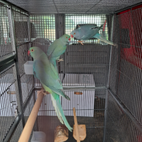 Parrocchetti dal collare