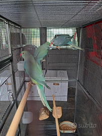 Parrocchetti dal collare