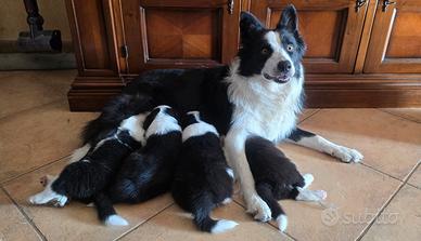 Border collie