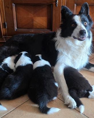 Border collie