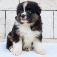 Australian Shepherd/ Pastore Australiano