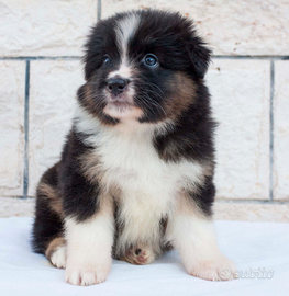 Australian Shepherd/ Pastore Australiano