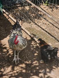 Coppia gallone gallina da cova e gallo wyandotte