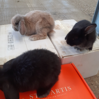 Coniglietti Ariete nano