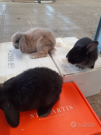 Coniglietti Ariete nano