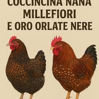 Uova di galline coccicine nane