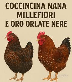Uova di galline coccicine nane