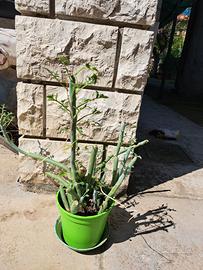 Senecio articulatus hot dog cactus