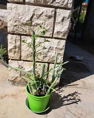 Senecio articulatus hot dog cactus