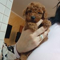 Ultima cucciola barboncina toy red Brown